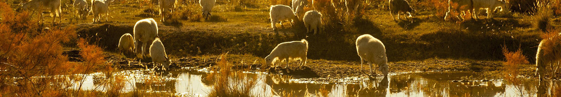 Alternatives Of Antibiotics