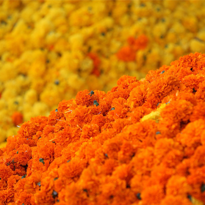 Natural Lutein  5%, 10%, 20%, 50%, 80% China Supply Marigold Flower Extract for eyesight