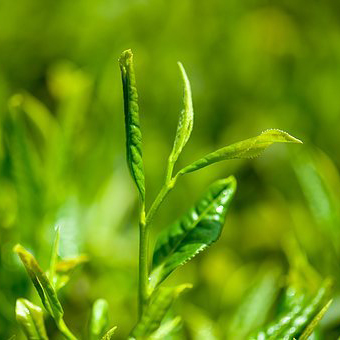 SP-H009 Natural Green Tea Extract Powder CAS 3081-61-6 L-Theanine used to Functional Beverage Industry