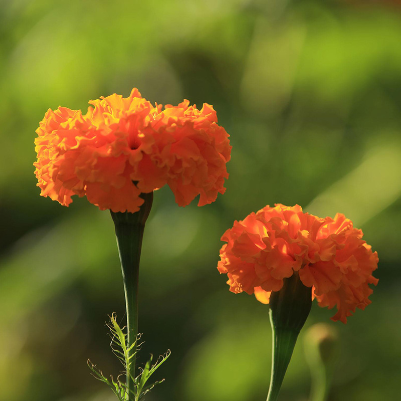 Hot sale natural Lutein Esters 10% 20% 80% 60% form Marigold Extract