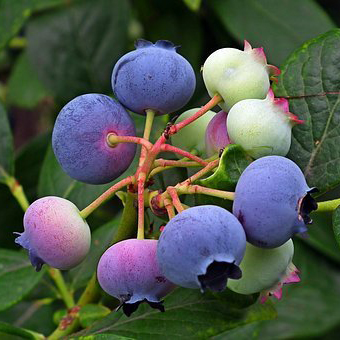 SP-H008-Natural Bilberry Extract 25% Anthocyanidins Prevent The Cardiovascular Diseases