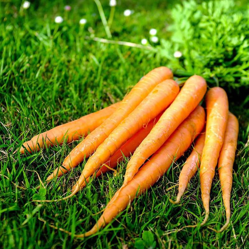 Best Price Food Coloring Beta-Carotene Powder OR oil 1%~96%